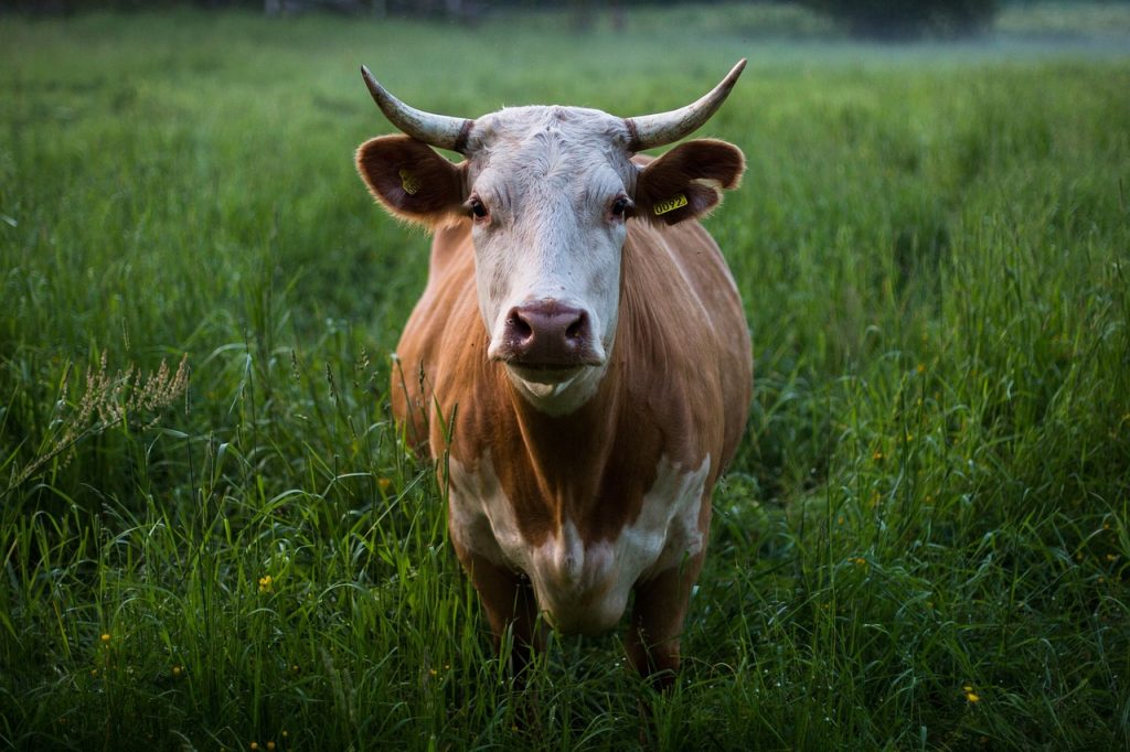 Cow